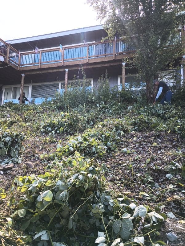 Flower Bed Weed Control