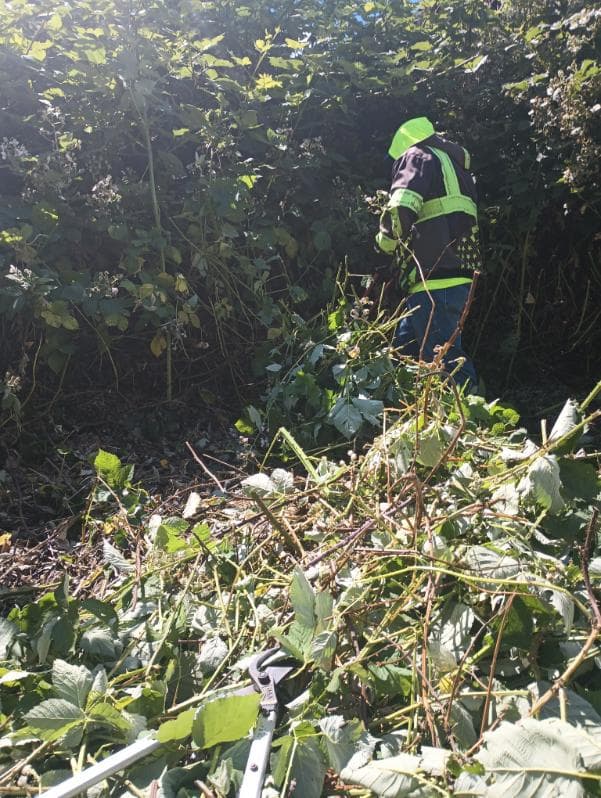 General Yard Cleanup